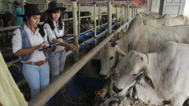 Pilih Hewan Kurban Bersama Ladies Cowboy