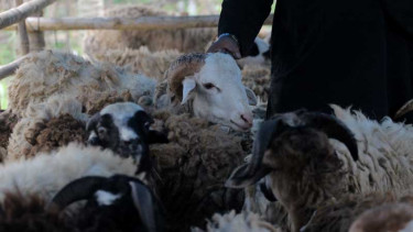 Ilustrasi kambing yang dijual untuk kurban.