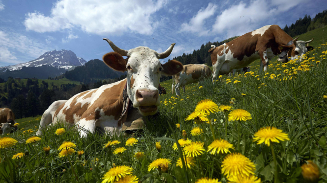 Ilustrasi sapi.