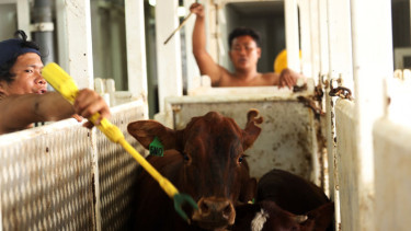 Sapi Impor Australia