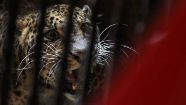 Macan Tutul Jawa