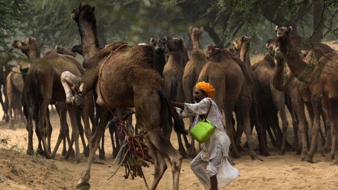 Festival unta di India