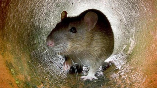 Ilustrasi Tikus