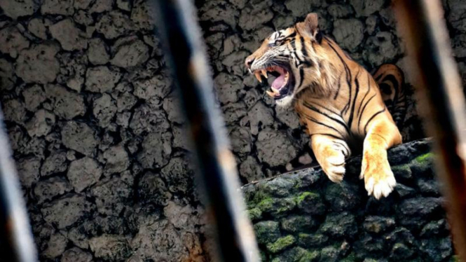 Ilustrasi: Harimau 