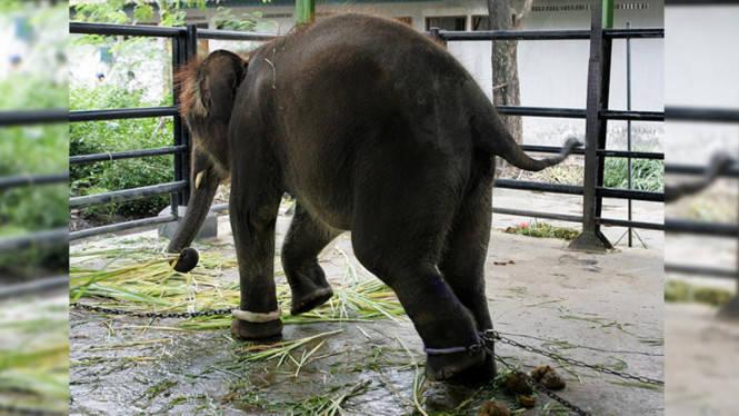Seekor gajah dirantai di Kebun Binatang Surabaya.