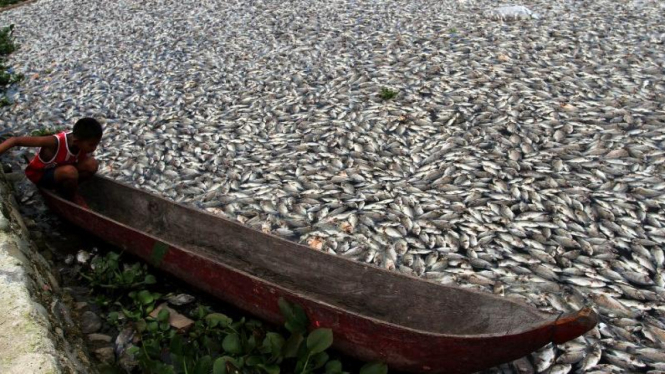 Ikan mati