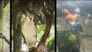 Mengenal Aneka Burung di Gembira Loka Zoo