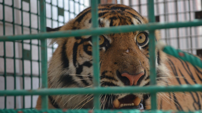 Harimau Sumatera.