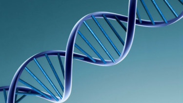 DNA