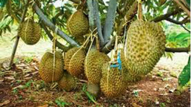 Buah durian.