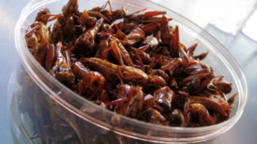 Belalang goreng siap disantap