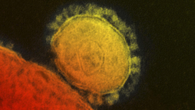 virus MERS