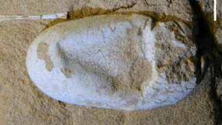 Telur Dinosaurus Utuh 120 Juta Tahun Ditemukan di Cina