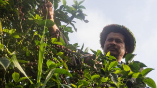 Kopi Lencoh di Lereng Merapi