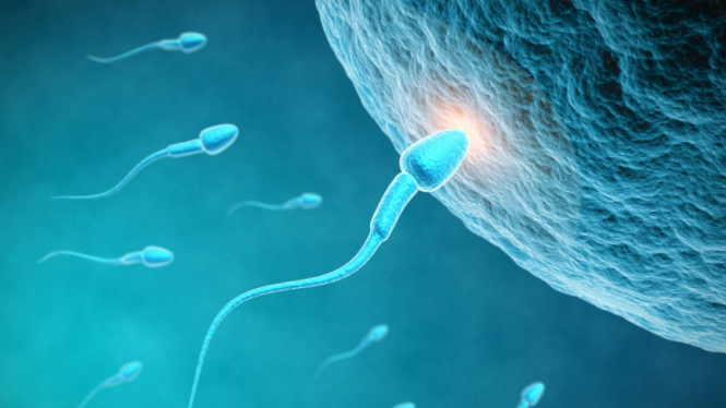 Ilustrasi sperma