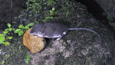 Tikus