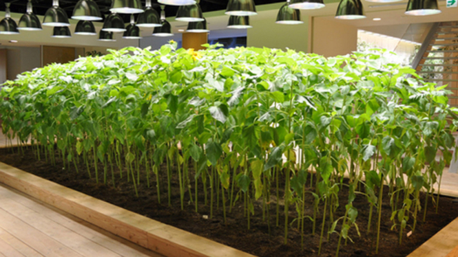 Ilustrasi urban farming.