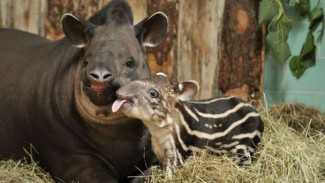 Selama Delapan Tahun, Bayi Tapir Akhirnya Lahir di Inggris