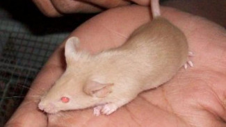 Tikus Hias Jepang yang Eksotik untuk Peliharaan
