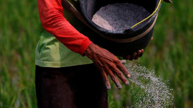 Ilustrasi/Petani di ladang sawah padi menyebarkan bubuk pestisida 