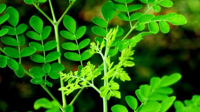 Daun kelor.