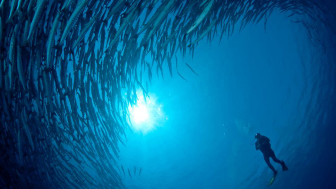 Ilustrasi Derawan