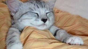 Kucing tidur.