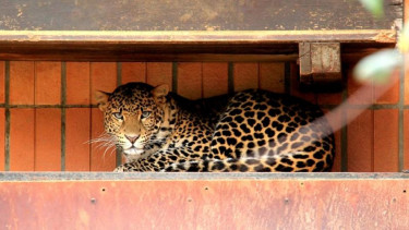Timang, macan tutul jawa jantan