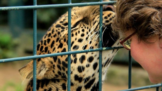 Macan Tutul Jawa di Kebun Binatang Eropa Tinggal 6 Ekor