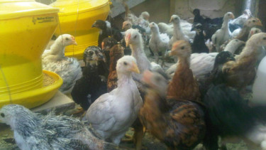 Ayam ternak