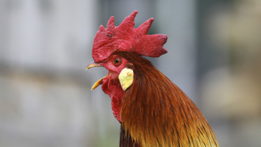 Jengger Ayam