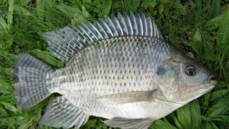 Chicken of The Sea Kini Jadi Salah Satu Komoditas Ekspor Andalan Indonesia