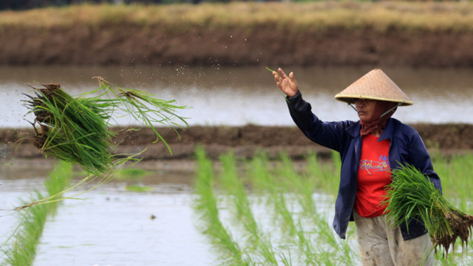 Petani menanam padi di areal sawah desa Pabean Udik, Indramayu, Jawa Barat.