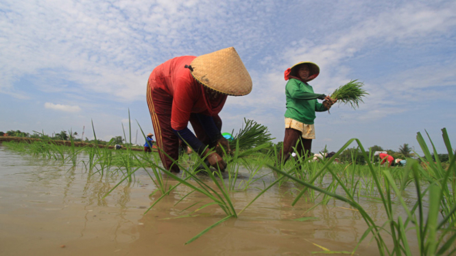 Sejumlah petani menanam padi di areal sawah.