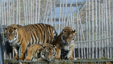 Harimau Sumatera di Kebun Binatang London.