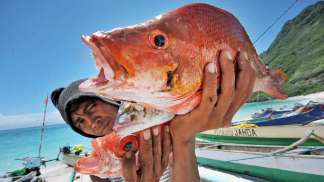 Ilustrasi Ikan.