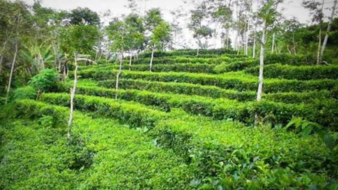 Desa Wisata Nglinggo.