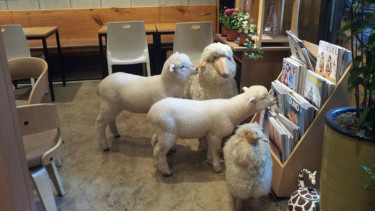 Thanks Nature Cafe, Seoul, Korea Selatan