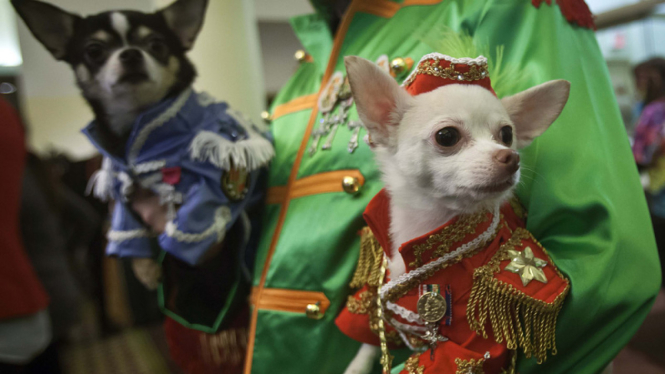 New York Pet Fashion Show