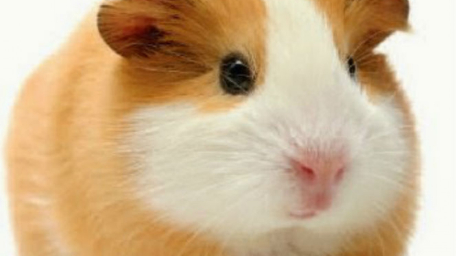 Hamster.