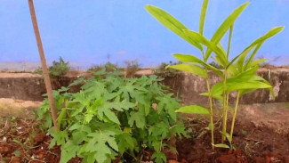 Berkebun, Mendidik dan Sehatkan Warga