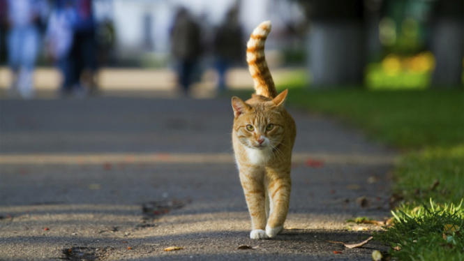 Kucing.