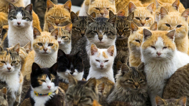Kucing memiliki gigitan yang mengerikan.