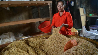 Nilai Tukar Dollar Naik, Harga Kedelai Impor Malah Turun