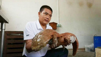Salamander dari Periode Jurassic Berhasil Ditangkap