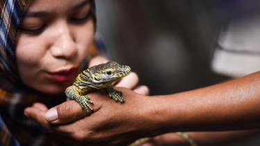 Bayi Komodo di Kebun Binatang Surabaya (KBS)