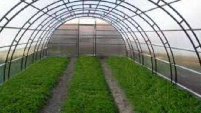 Ilustrasi 'green house' atau rumah kaca.