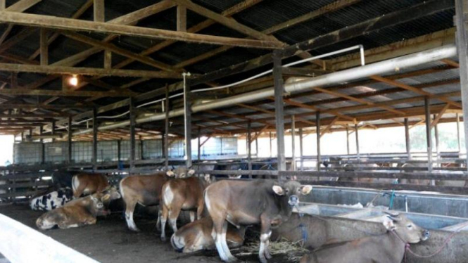 Peternakan Sapi Terpadu 