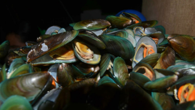 Ilustrasi Kerang hijau 