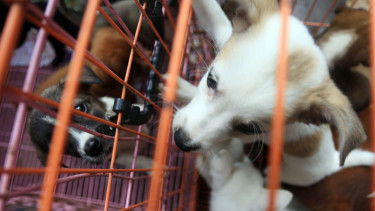 Razia Perdagangan Anjing.